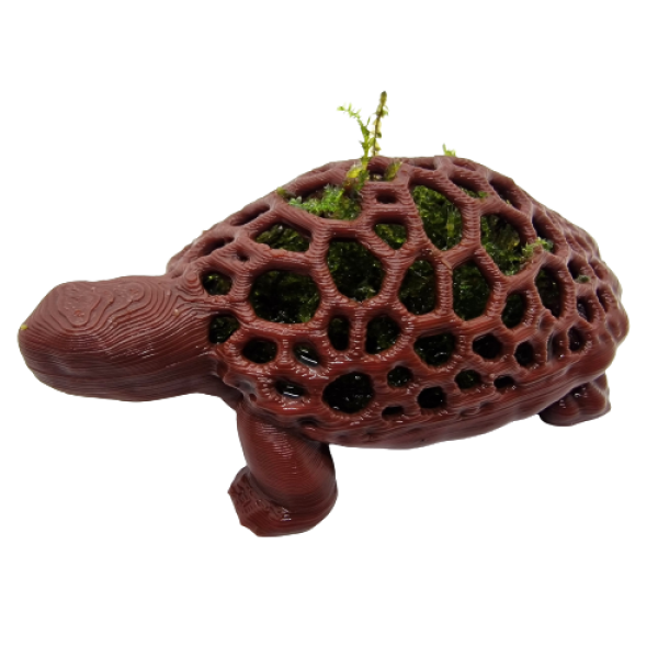 Moos-Schildkröte (mit Moos)